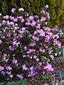 Rhododendron Praecox IMG_5251 Różanecznik